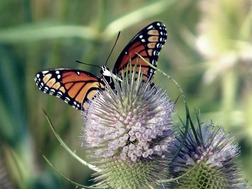 How to Help the Monarch (and Other) Butterflies